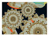 Pinwheel Wing Dune