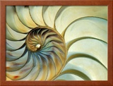 Close-up of Nautilus Shell Spirals