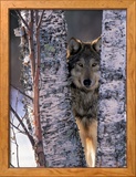 Gray Wolf Near Birch Tree Trunks  Canis Lupus  MN