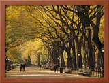 Central Park  New York City  Ny  USA