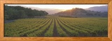 Sunset  Vineyard  Napa Valley  California  USA