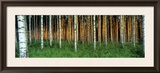 Birch Trees  Saimma  Lakelands  Finland