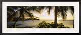 Palm Trees on the Coast  Kohala Coast  Big Island  Hawaii  USA