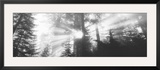 Road  Redwoods Park  California  USA