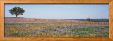 Texas Bluebonnets and Indian Paintbrushes in a Field  Texas Hill Country  Texas  USA