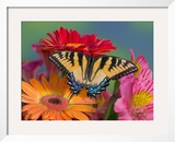 Eastern Tiger Swallowtail Female on Gerber Daisies  Sammamish  Washington  USA