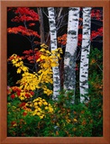 Fall Color  Old Forge Area  Adirondack Mountains  NY