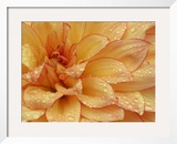 Dahlia Flower with Pedals Radiating Outward  Sammamish  Washington  USA