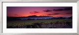 Vineyard at Sunset  Napa Valley  California  USA