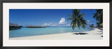 Palm Tree on the Beach  Moana Beach  Bora Bora  Tahiti  French Polynesia