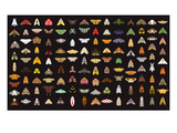 Pachanga Moths from Ecuador