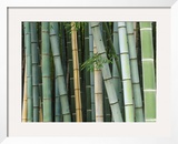 Bamboo Forest  Kyoto  Japan