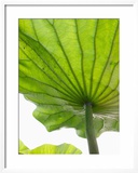 Lotus Leaf Texture