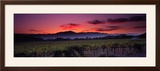 Vineyard at Sunset  Napa Valley  California  USA