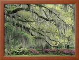Live Oak Tree Draped with Spanish Moss  Savannah  Georgia  USA