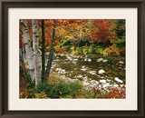 Swift River with Aspen and Maple Trees in the White Mountains  New Hampshire  USA