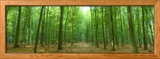 Pathway Through Forest  Mastatten  Germany