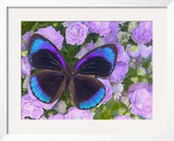 Blue and Black Butterfly on Lavender Flowers  Sammamish  Washington  USA