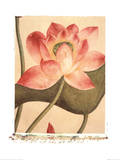 Lotus Flower