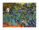 Irises  Saint-Remy  c1889