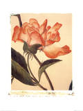 Orange Rose
