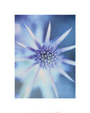 Sea Holly