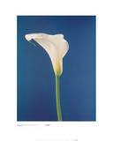Calla Lily  Nature's White on Deep Blue
