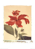 Red Hibiscus