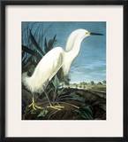 Snowy Heron