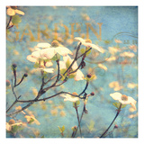 Dogwood II - Blossoming Tree