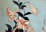 Trumpet Lilies