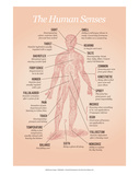 The Human Senses