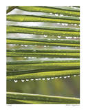 After the Rain I