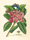 Plumeria