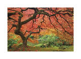 Japanese Maple Tree