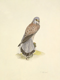 Kestrel