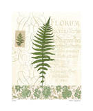 British Fern III