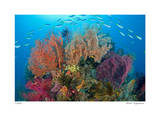 Sea Fans and Schooling Fusiliers