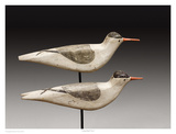 Long Island Terns