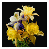 Columbines Origami Mix
