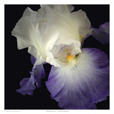 Tall Bearded Iris 9