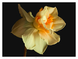 Daffodil