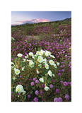 Anza Flower Meadow II