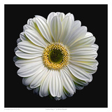 Gerbera Daisy 2