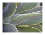 Agave IV
