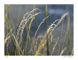 River Grasses I