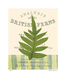 British Fern I