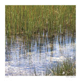 River Reeds I