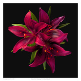 Asiatic Lily- Montenegro