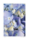 Pale Blue Hydrangea